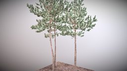 Scots Pines tree, landscape, forest, pine, nature, pinetree, scots, scotspine, gameasset