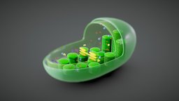 Chloroplast Cross Section Anatomy plant, cross, anatomy, biology, organic, micro, section, cell, energy, study, learning, lumen, membrane, carbon, outer, oxygen, education, dna, science, educational, sunlight, molecules, ribosome, inter, histology, microscopic, photosynthesis, chlorophyll, chloroplast, plastid, cross_section, education-teaching, pigment, medical, thylakoide, noai, thylakoid, stroma, lamellae, "granum", "algal", "photosynthetic"