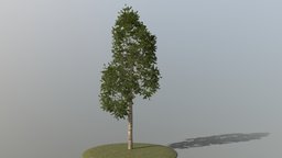 Birch Tree trees, tree, plant, field, forest, european, maple, oak, silver, birch, willow, beech
