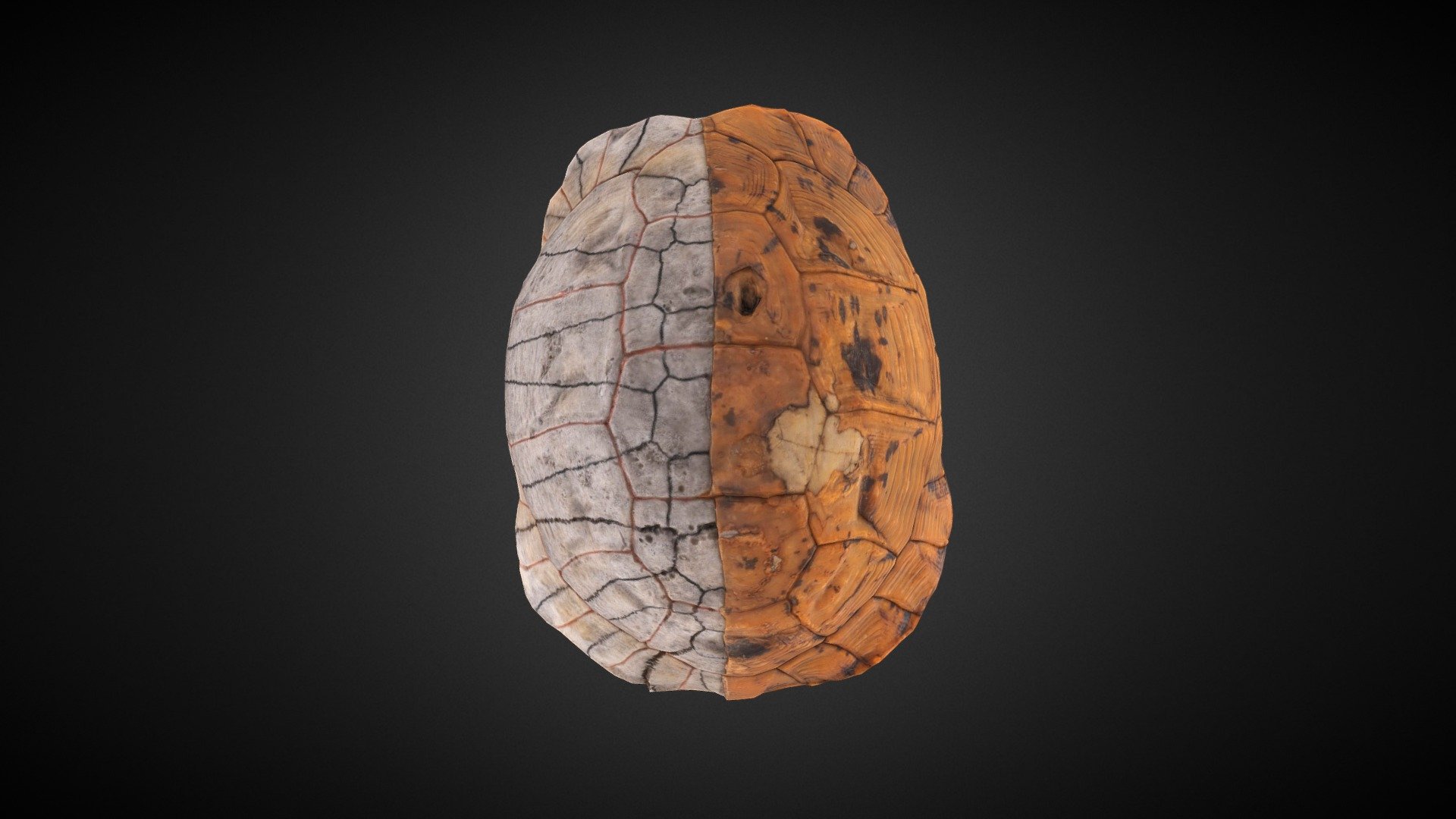 Turtle shell from the natural history collection of Bolton Library and Museum Services.

Photography Credit: Don Stenhouse, Bolton Library and Museum Services, Sarah McBride

Model Credit: Ardern Hulme-Beaman, Charlotte Sargent

Produced as part of the Museums of the North West Photogrammetry Hub: Building Virtual 3D Futures project. Learn more  here 3d model