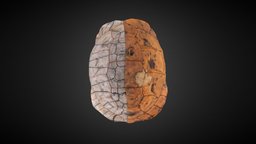 Turtle Shell: Bolton Museum Collection turtle, carapace, bolton, turtleshell, natural-history-specimens, natural-history, turtle-shell, bolton-museum, turtle-carapace