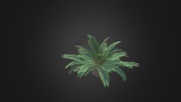Queen Sago Plant tree, plant, forest, exterior, exotic, leaf, queen, foliage, bark, jungle, cycas, sago, rumphii