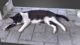 Cat(Nana) cat, agisoft, photoscan
