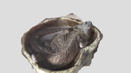 Sleeping Dragon agama, 3dscan, dragon