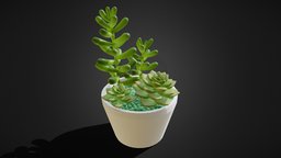 Succulents on a pot green, plant, pot, garden, earth, natural, leaf, parametric, nature, succulent, leaves, interior
