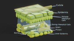 Leaf Anatomy Layers Structure green, plant, cross, anatomy, section, cell, vessel, leaf, cells, carbon, oxygen, nature, parenchyma, palisade, epidermis, spongy, xylem, cuticle, mesophyll, stoma, pholem, collenchyma