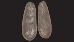P-19084, Horstail rush and leaves museum, fossil, carboniferous, horsetail, paleobotany, pennsylvanian, mazon-creek, annularia-stellata