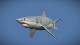 Great White Shark shark, fish, tiger, white, teeth, ocean, finn, great, pacific, jaw, atlantic, whale, jaws, orca, megalodon, pointer, substance, painter, maya, blender, zbrush, sea