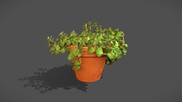 Japanese stonecrop plant, plants, houseplant, houseplants, photogrammetry, 3dscan, stonecrop, japanese-stonecrop