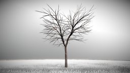 Kastanie 4 Meter tree, grass, winter, baum, game-ready, blender-3d, chestnut, kastanie, vis-all-3d, sommer, 4-meter, baum-module-4, leaf-tree, 3dhaupt, low-poly, lowpoly, noai, rosskastanie, european-horse-chestnut