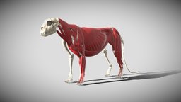 Leopard anatomy anatomy, tiger, muscles, feline, jaw, lion, leopard, maya, skull, bones, 3d_anatomy, skelethon, feline_anatomy, 3d_feline