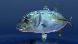 Bigeye trevally( Caranx fasciatus) fish, animals, seafish, game, creature, animation, sea