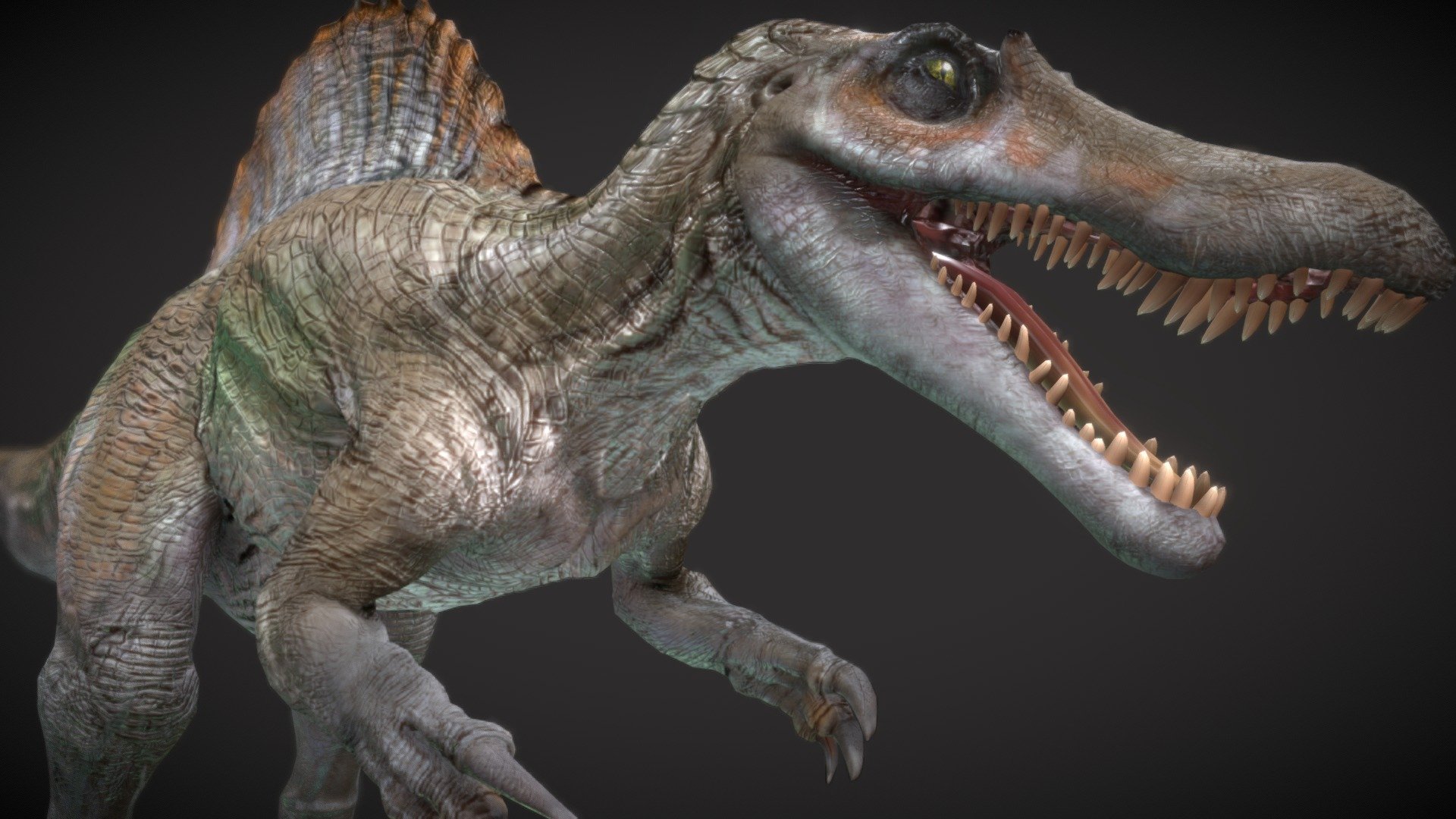 In the untamed realms of Isla Sorna, the Spinosaurus emerges as an enigma of the Cretaceous. Towering over its competitors, this colossal predator exhibits a robust sail on its back, shrouded in mystery. With a long, crocodile-like snout and a set of formidable jaws, the Spinosaurus commands the waterways and hunts with unparalleled prowess. Its distinctive sail, believed to serve multiple purposes, adds to the intrigue of this apex predator. Roaming the dense jungles and riverbanks, the Spinosaurus leaves an indelible mark on the prehistoric landscape, a testament to the wonders and dangers of an ancient world 3d model
