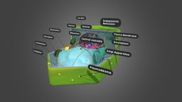 Plant cell plant, cell, science, eukaryote