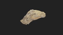 headmuscels sheep sheep, head, veterinary_anatomy, schaf, kopfmuskulatur, masticatory_muscels, kaumuskulatur, headmuscels