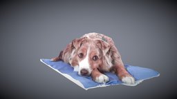 "Sandy"  Australian Shepard 3D scanned Nov 2015 3dscanner, dog, pet, figurine, pets, dogs, aussie, fullbodyscanner, los_angeles, australianshepard, 3dprint, photogrammetry