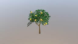 Orange Tree 