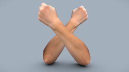 Female forearms anatomy, arm, arms, fist, forearm, fists, anatomy-human, female-anatomy, 3dscan, female, anatomy-body-parts, forearms