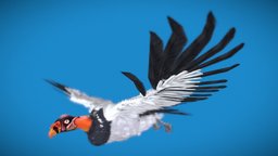 King Vulture bird, king, vulture, rei, urubu