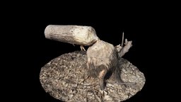 Beaver Felled Tree, Pucketville, Wisconsin tree, nature, wisconsin, beaver, minnesota, beaver_gnawing, gnawed, red_wing