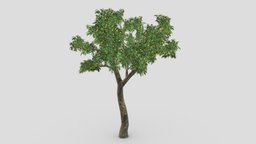 Orange Tree- S10 tree, plant, orange, unreal, nature, lowpoly-model, unity, 3d, 3d-orange, lowpolyorange, orange-tree