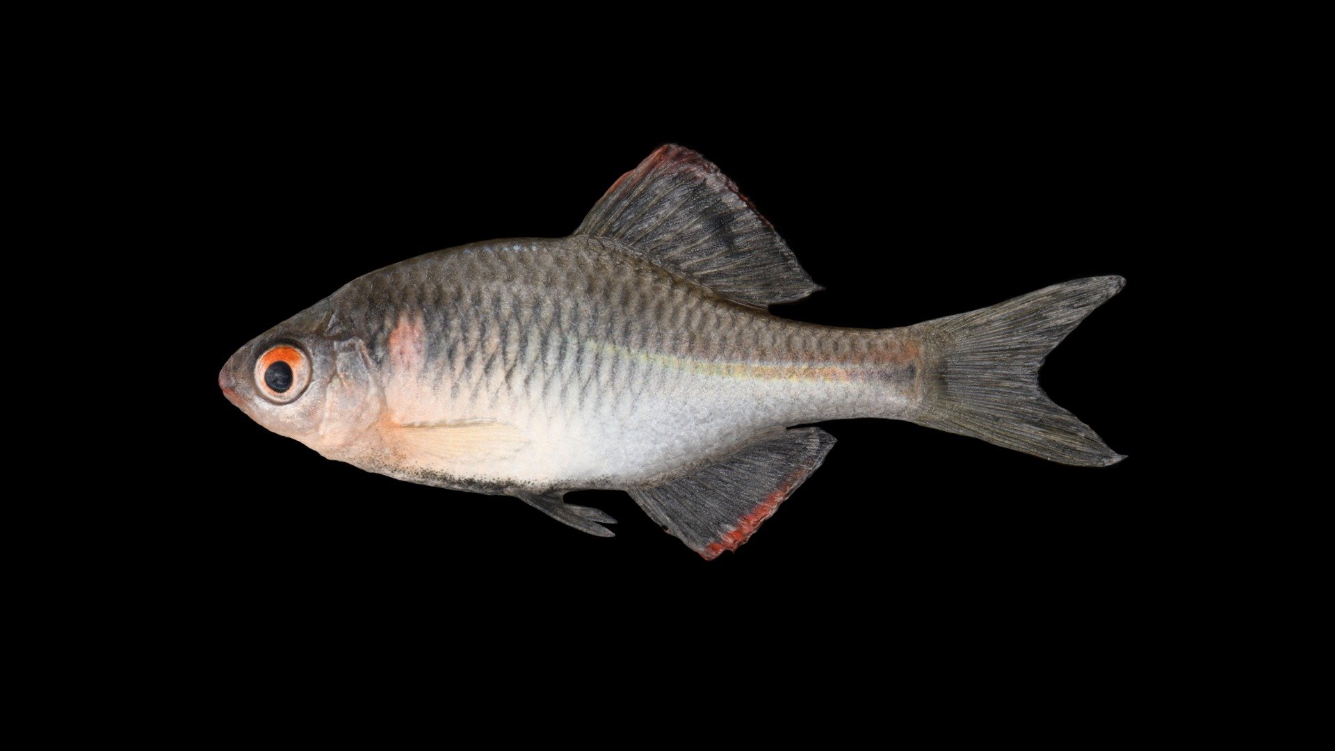 Fukuoka, Japan. 福岡県.


Detail: https://ffish.asia/s/54259

Animalia 動物界

　 Chordata 脊索動物門

　　 Osteichthyes 硬骨魚綱 硬骨魚類

　　　 Cypriniformes コイ目

　　　　 Cyprinidae コイ科

　　　　　 Rhodeus バラタナゴ属

　　　　　　 Rhodeus atremius atremius カゼトゲタナゴ - カゼトゲタナゴ 🐟 ♂ Kazetoge Bitterling, R. atremius - 3D model by ffish.asia / floraZia.com (@ffishAsia-and-floraZia) 3d model