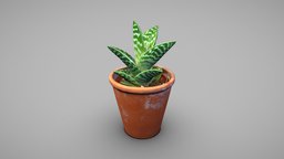 Tiger aloe plant plant, plants, game-ready, succulent, succulents, aloe, houseplant, vr-ready, houseplants, photogrammetry, 3dscan, gonialoe-variegata, gonialoe