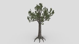 Kauri tree- S4 tree, newzealand, maori, australis, coniferous, kauri, agathis, plsnts