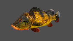 Peacock Bass fish, fishing, underwater, animals, ocean, aquarium, aquatic, peacock, nature, sealife, peacock-bass, animal, sea, boat