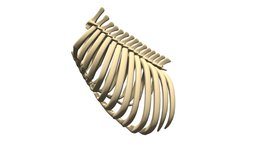 Animal Rib Cage body, monkey, skeleton, beast, anatomy, cage, bone, mammal, gorilla, skeletal, ribs, dorsal, rib, gorila, vertebrae, costal, ribcage, sternum, skull, animal