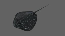 Stingray fishing, river, underwater, animals, shell, ocean, aquarium, stingray, aquatic, sealife, oceanlife, riverlife, stingray-fish, lowpoly, animal, animated, sea, boat