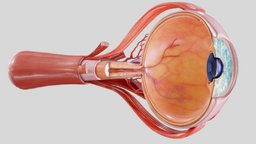Cross Section Eye Anatomy organ, eye, cross, anatomy, section, muscle, eyeball, lens, medicine, retina, vision, iris, nerve, pupil, cornea, sclera, character, structure, medical, human, ball