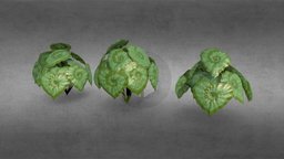 Begonia Rex plant, forest, flora, flower, garden, exotic, jungle, rainforest, rain-forest, house-plant