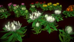 Flower Saussurea Involucrata plant, flower, vegetations, asset, environment