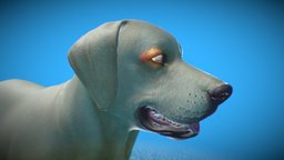 Dog´s eye anatomy anatomy, cell, science, medicalillustration, animalanatomy, veterinary, medical, vetanatomy, artemedica