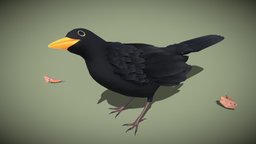 Merlu bird, blackbird, blender, animal