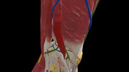 IT band syndrome school, university, doctor, augmentedreality, knee, bone, muscles, med, reality, indiana, band, ar, tissue, it, education, medicine, exam, iu, connections, xr, injury, animation, medical, bones, msk, sydrome