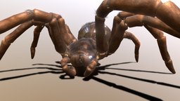 Goliath Birdeater Tarantula spider, tarantula, arachnid, goliath, goliathbirdeater, birdeater, goliathbirdtarantula