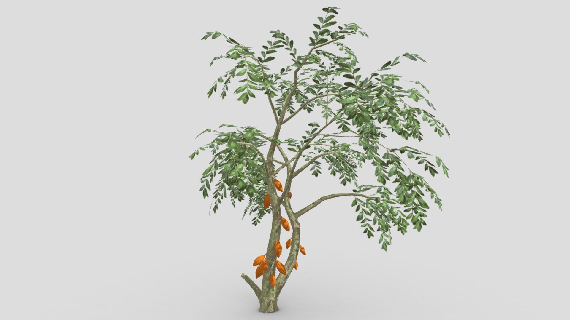 This is a 3D low poly model of a Cacao tree that you can use in your projects.

Info:

Theobroma cacao is a small evergreen tree in the family Malvaceae. Its seeds, cocoa beans, are used to make chocolate liquor, cocoa solids, cocoa butter, and chocolate. Native to the tropics of the Americas, the largest producer of cocoa beans in 2018 was Ivory Coast, at 2.2 million tons 3d model
