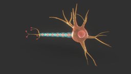 Neuron body, anatomy, brain, biology, cell, vr, ar, sheath, bio, fbx, max, science, typical, neuron, anatomical, v-ray, terminal, axon, physiology, node, microscopic, nucleus, dendrite, maya, 3d, structure, medical, human, myelin, ranvier