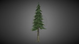 pine tree pinetree