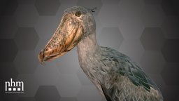 Shoebill (NHMW-Zoo-VS 62.593) bird, sudan, 3dscanning, artec, museum, rare, vienna, endangered, wien, brex, endangered-species, 3dscan, shoebill, artecleo, nhmvienna, nhmw, naturhistorisches, nhmtop100