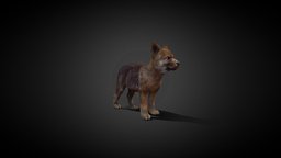 Baby Wolf baby, dog, cutest, animatedcharacter, gameasset, wolf