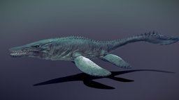 Mosasaurus shark, marine, fish, underwater, teeth, reptil, predator, ocean, fossil, jurassic, extinct, swim, mosasaurus, blender, creature, animation, animated, prehistoric, dinosaur
