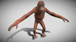Orangutan chimpanzee, orangutan, zoo, gorilla, monkeys, apes, character, animal