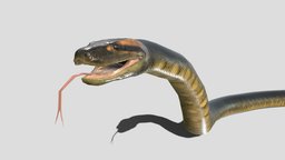 Anaconda forest, cobra, snake, zoo, reptiles, boa, anaconda, amphibians, character, animation, dinosaur, dino