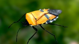 Catacanthus incarnatus -man-faced stink bug bug, insects, stink