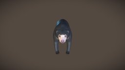 Sun Bear (Beruang Madu) bear, substancepain, blender, animal, beruang, sunbear, beruangmadu