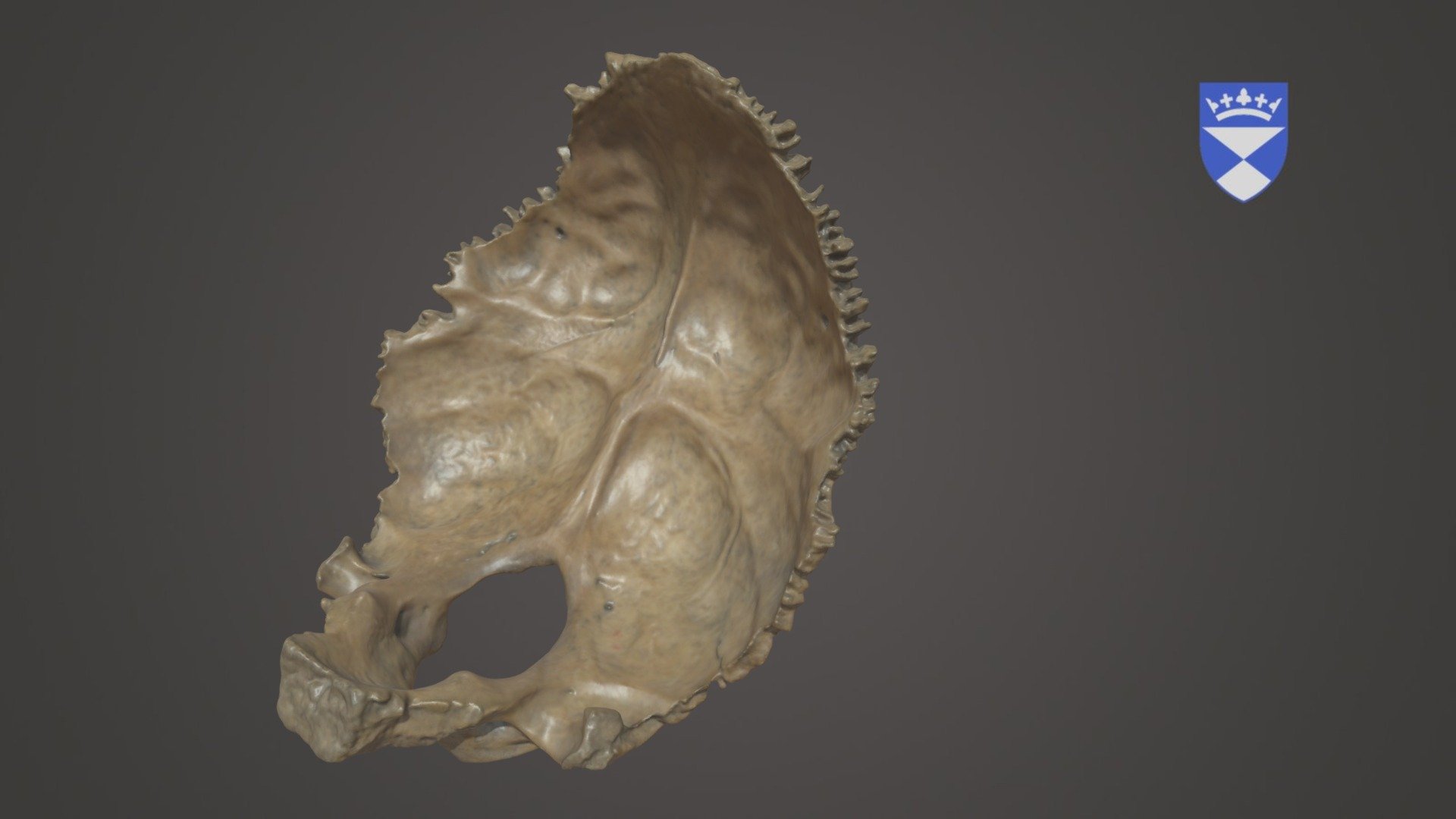 Human occipital from the Adult Osteology Collection, Centre for Anatomy and Human Identification (CAHID), University of Dundee.

Created by: Staff

Hardware: Artec Space Spider

Software: Artec Studio 15

Models are all produced for teaching. We have a collection of models only visible to our students please contact us for more information. https://www.dundee.ac.uk/cahid - Occipital - 3D model by University of Dundee, CAHID (@anatomy_dundee) 3d model