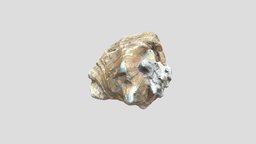 Ultra Realistic -Conch Shell shell, ocean, sand, shells, seashell, water, beach, conch, sealife, seashore, seawater, ocean-creatures, conch-shell, oceanlife, animal, sea, seaanimals, conchshell